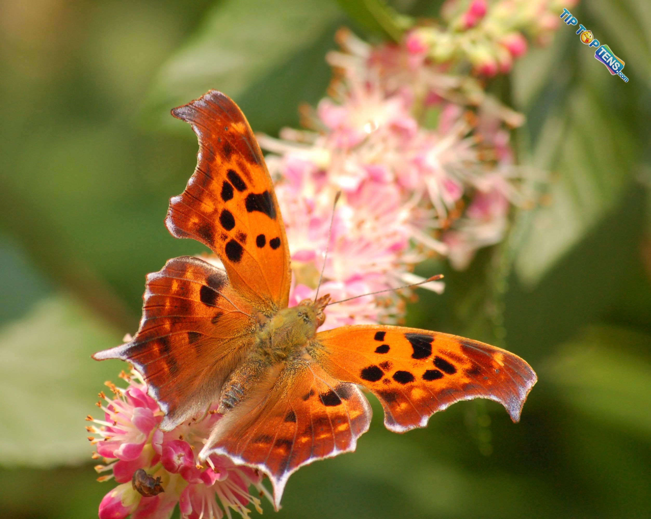 TOP TEN MOST BEAUTIFUL BUTTERFLIES ASVETH