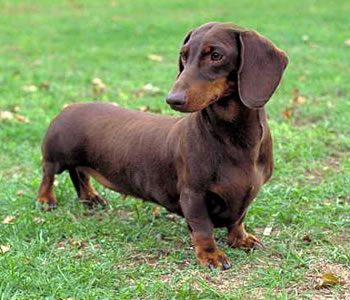 Dachshunds Top 10 Most Popular Dog Breeds In The World