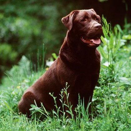 Labrador Retrievers Top 10 Most Popular Dog Breeds In The World