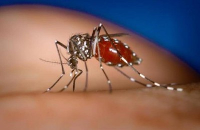 9. Mosquitoes that don’t excrete toxic nitrogen is not complete e1316448679234 10 Things You Might Not Know About the Dengue Fever   [FACTS]