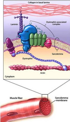 9. Progressive weakening of the muscles e1319735098393 10 Things That You Probably Dont Know About Muscular Dystrophy   [FACTS]