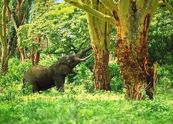 1. The Game Reserves in Tanzania e1320144996165 Top 10 Best Hunting Forest Preserves