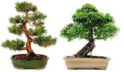 5. Bonsai 10 Best Gifts under $20