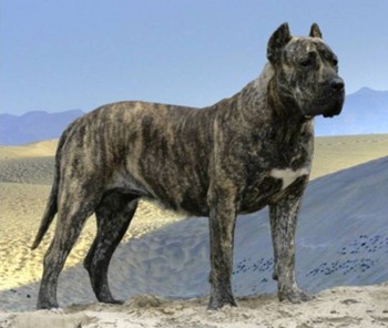 top big dog breeds