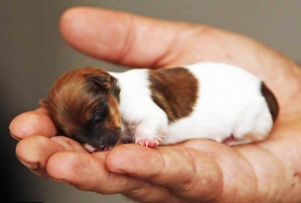 the smallest dog breed