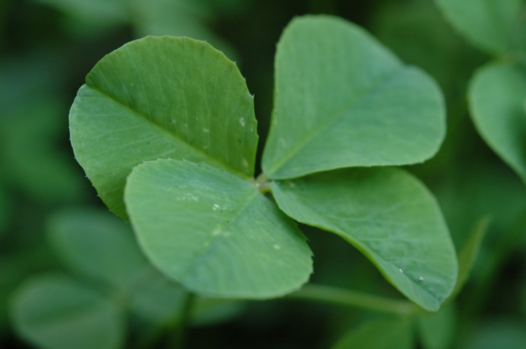 10 St. Patrick’s Day Superstitions