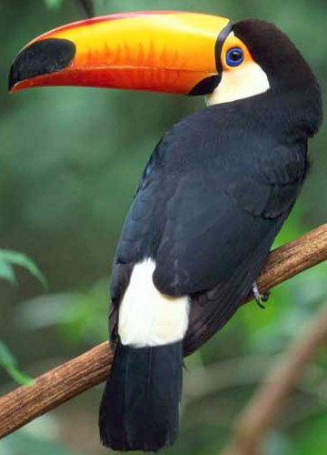 A toucan perched on a branch in Brazil. - TipTopTens.com