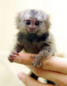 TOP 10 SMALLEST ANIMALS IN THE WORLD - TipTopTens.com